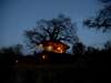 Tarangire Treetops - main lodge